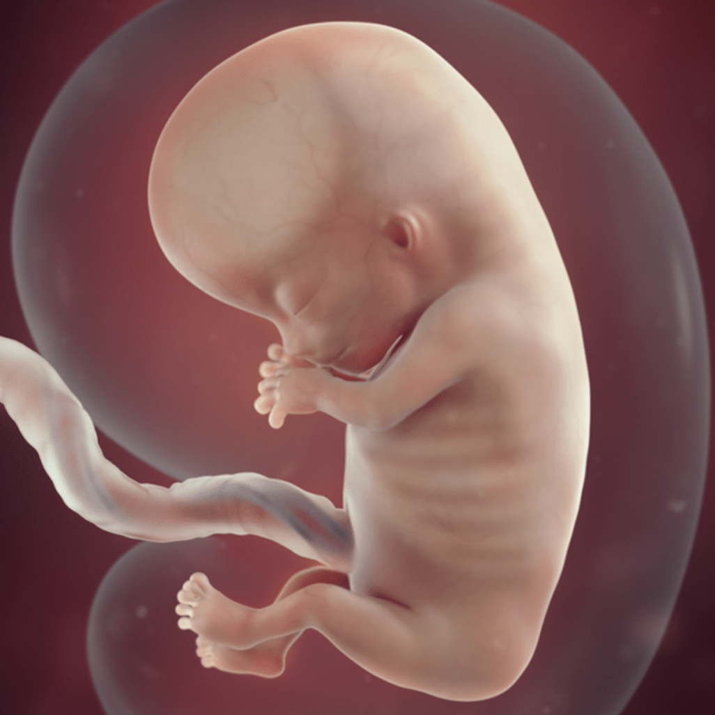 11 HƏFTƏ HAMİLƏLİK