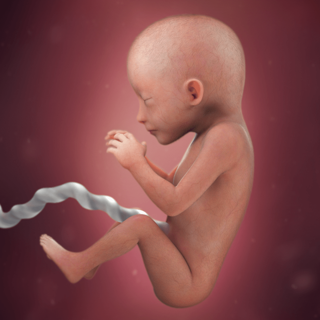 19 HƏFTƏ HAMİLƏLİK