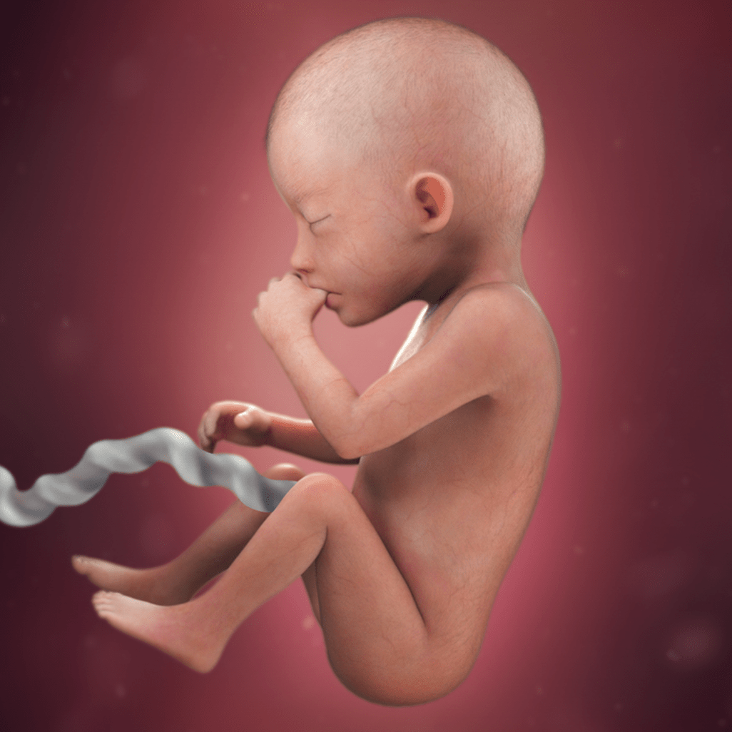 20 HƏFTƏ HAMİLƏLİK