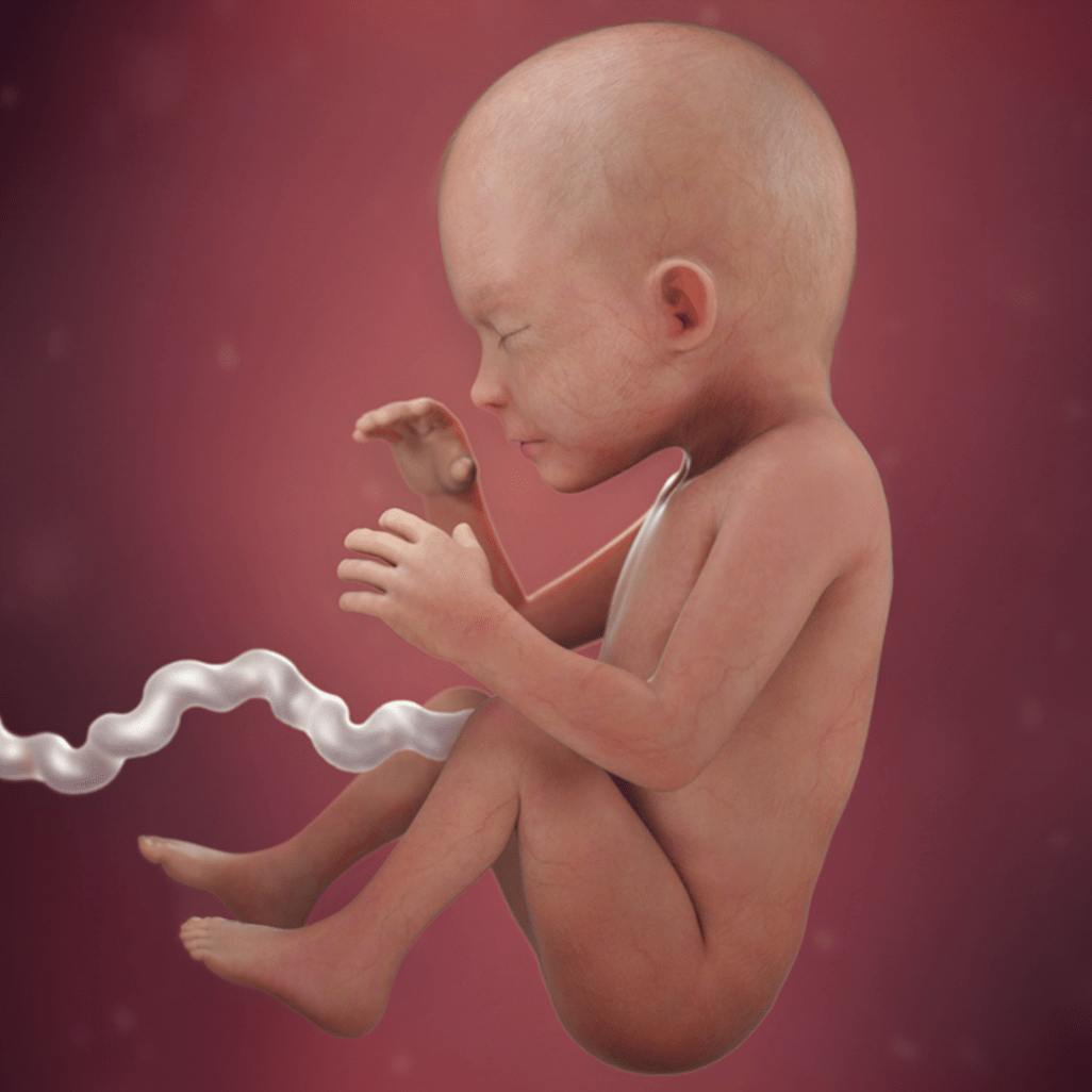 23 HƏFTƏ HAMİLƏLİK