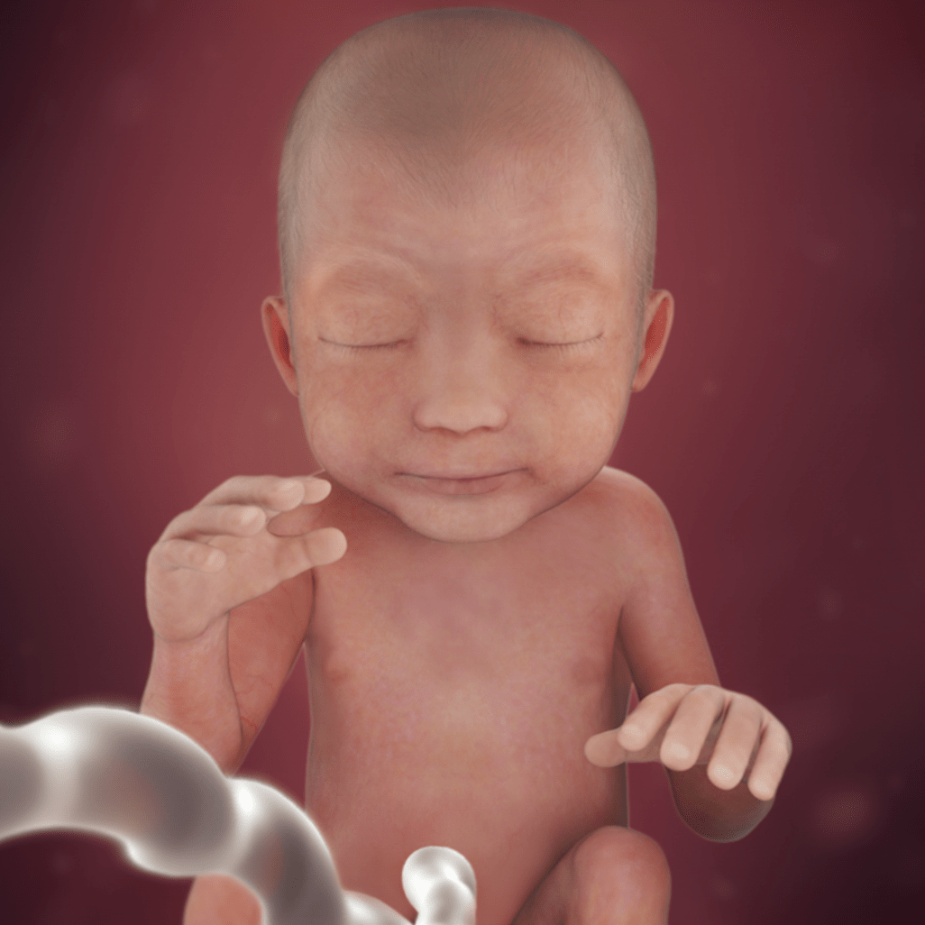 24 HƏFTƏ HAMİLƏLİK