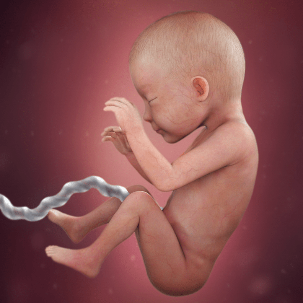 26 HƏFTƏ HAMİLƏLİK